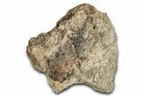 Dinosaur (Triceratops) Frill Shield Section - Montana #338919-1